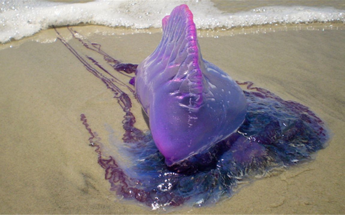 女子海滩发现巨型水母触手长5米毒性比毒蛇厉害