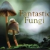 【神奇的真菌】奇妙的蘑菇 Fantastic Fungi（2019）纪录片
