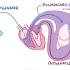 【Osmosis】Cor pulmonale | 慢性肺源性心脏病/肺心病