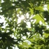 【空镜头】阳光穿过树叶-视频素材