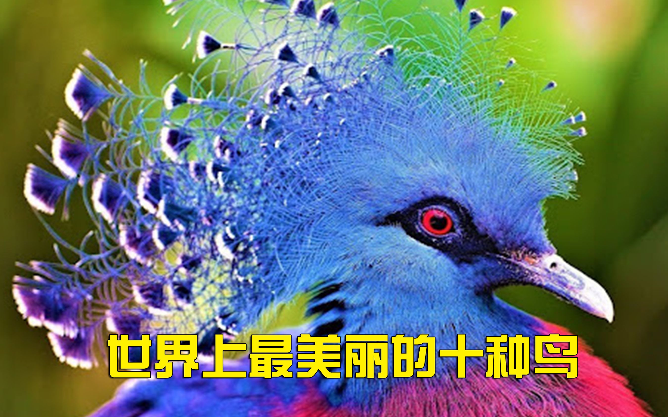 世界上最美丽的十种鸟，中国的锦鸡都上榜了
