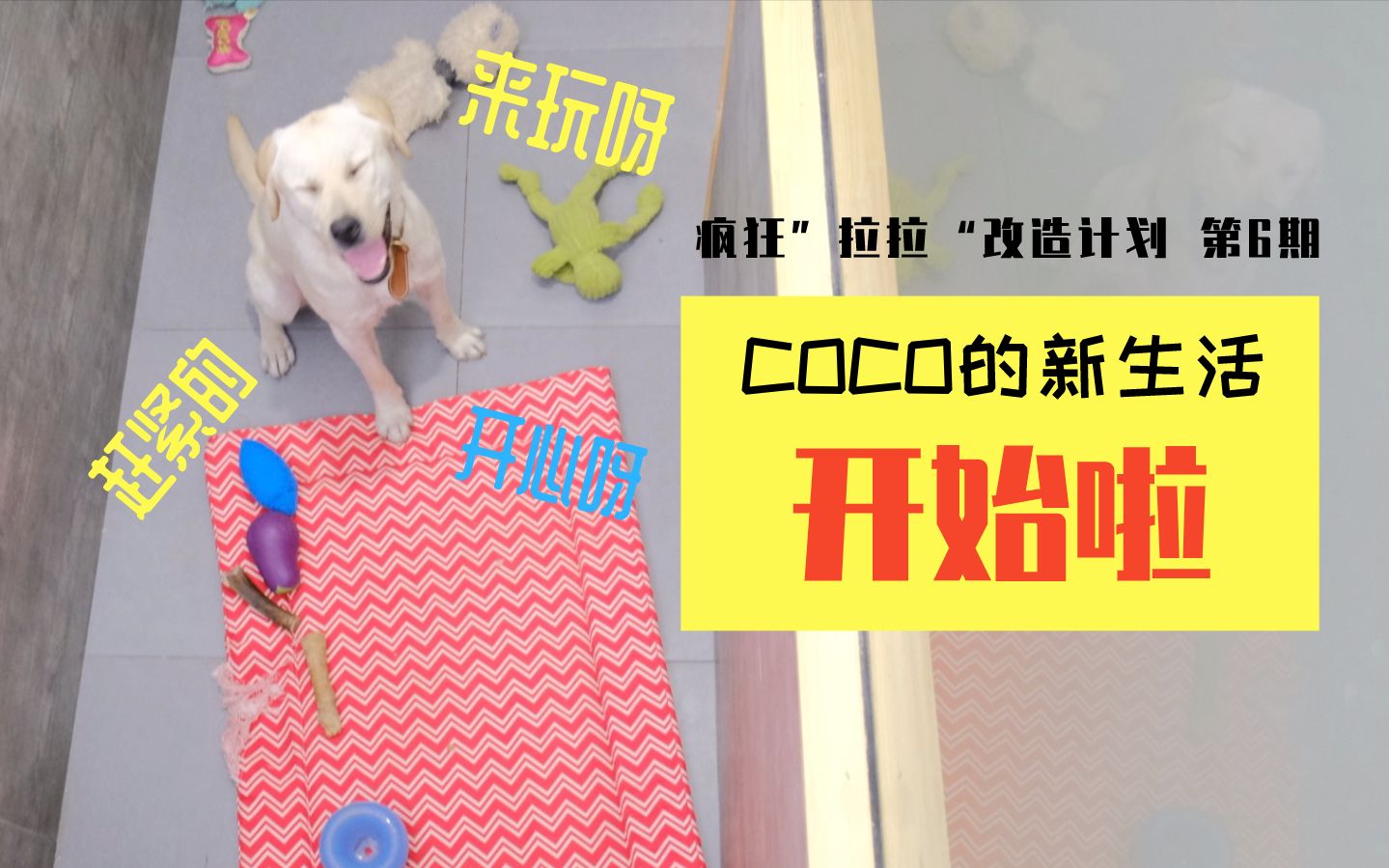 【动物行为学】疯狂拉布拉多改造计划6——coco的新生活开始啦~~|等食进阶训练|生活礼仪进门训练哔哩哔哩 (゜゜)つロ 干杯~bilibili