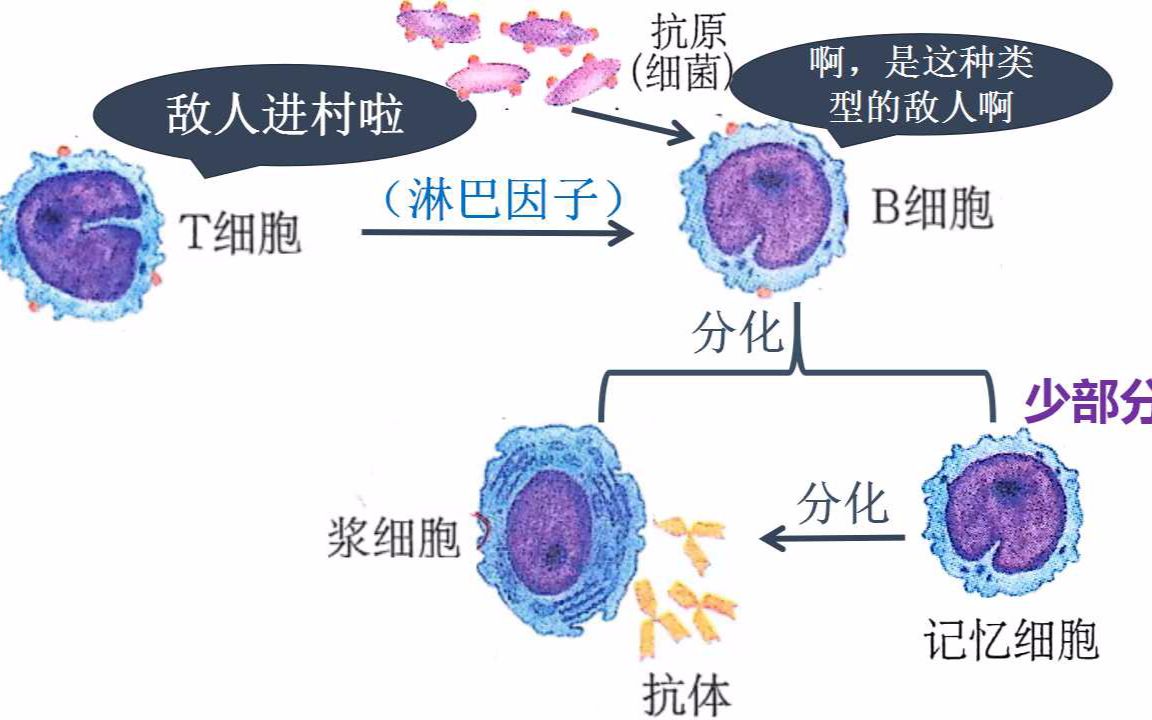 高中生物必修三 免疫调节 免疫系统 体液免疫 细胞免疫 哔哩哔哩 つロ干杯 Bilibili