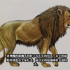 西域狮的原型——亚洲狮
