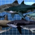历史上15种最大的鲨鱼对比图