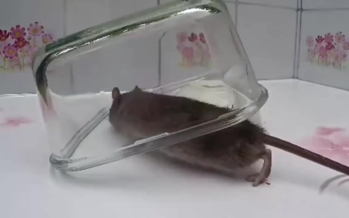 陷阱