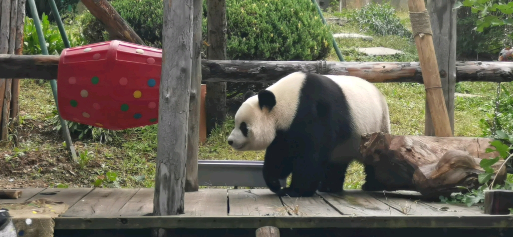 【大熊猫飞云】觅食雷达在线