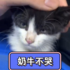 还是有幸运的奶牛猫猫的！大家不要灰心！呼吁动物保护立法，抵制虐猫