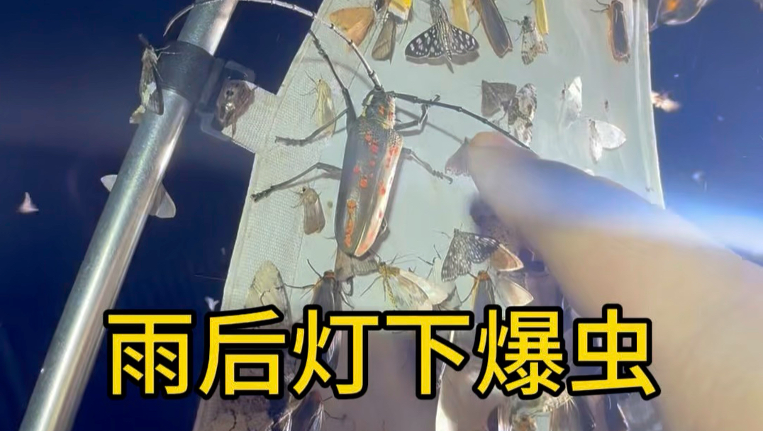 雨后灯下爆虫