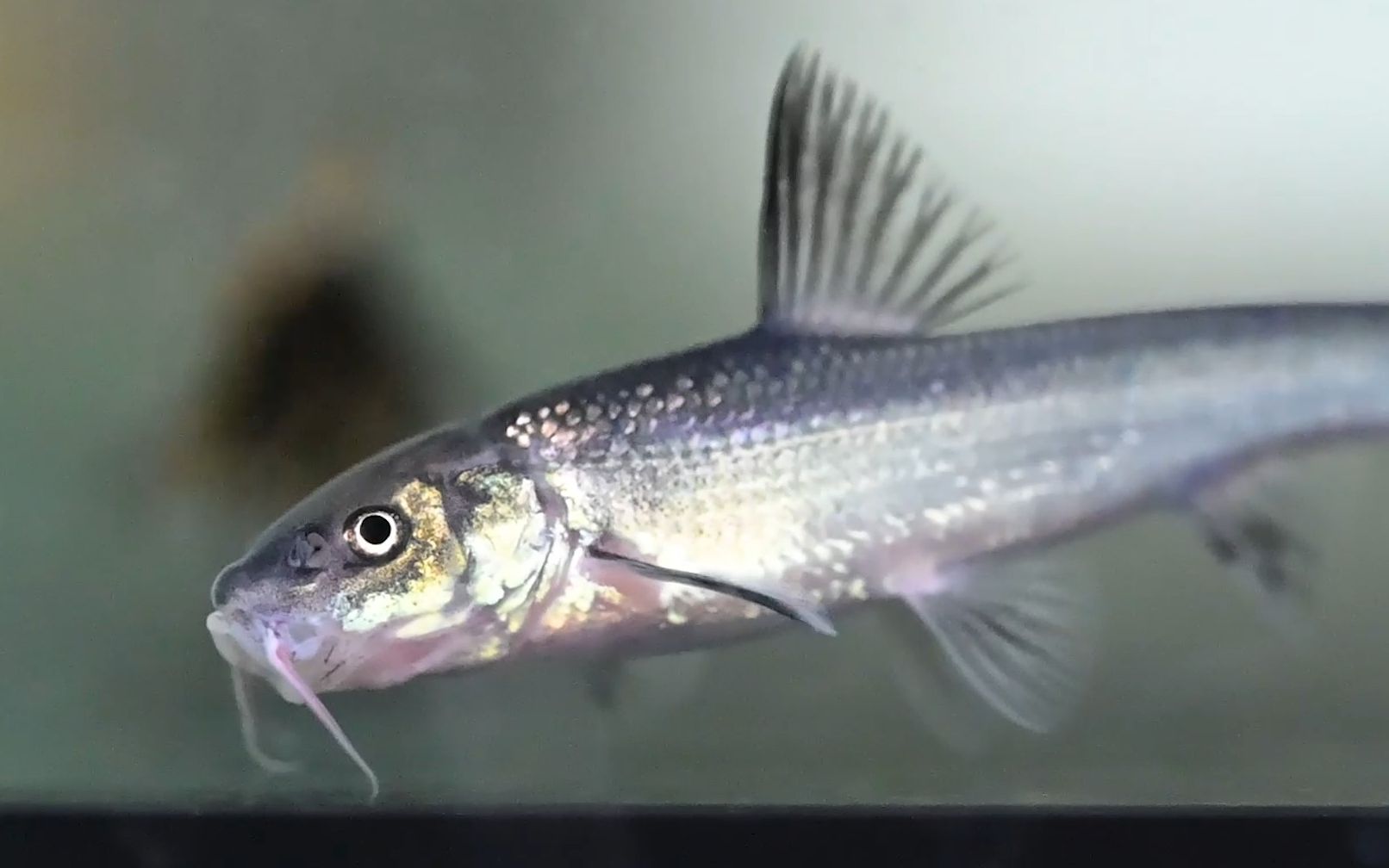 【圆口铜鱼&铜鱼】可能是B站第一条长江铜鱼的活体视频，用于增殖放流