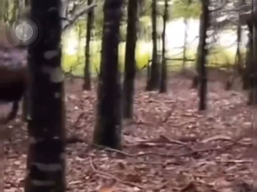 This deer is a sperm?