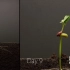 连续拍摄25天 记录了种子生根发芽的全过程,太神奇了!