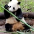 大熊猫庆贺吃竹子