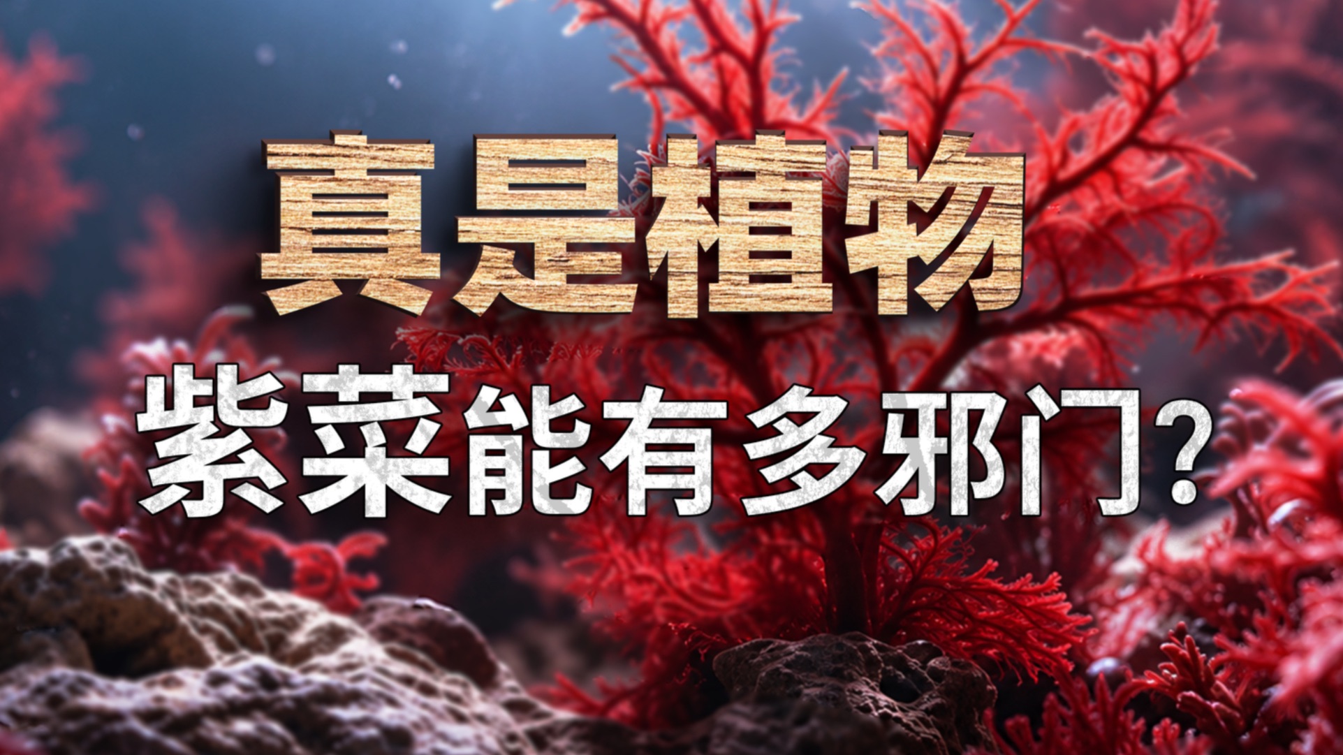 无耻寄生 废物精子 胶水可食 紫菜家族能有多邪门 ？【红藻纲】