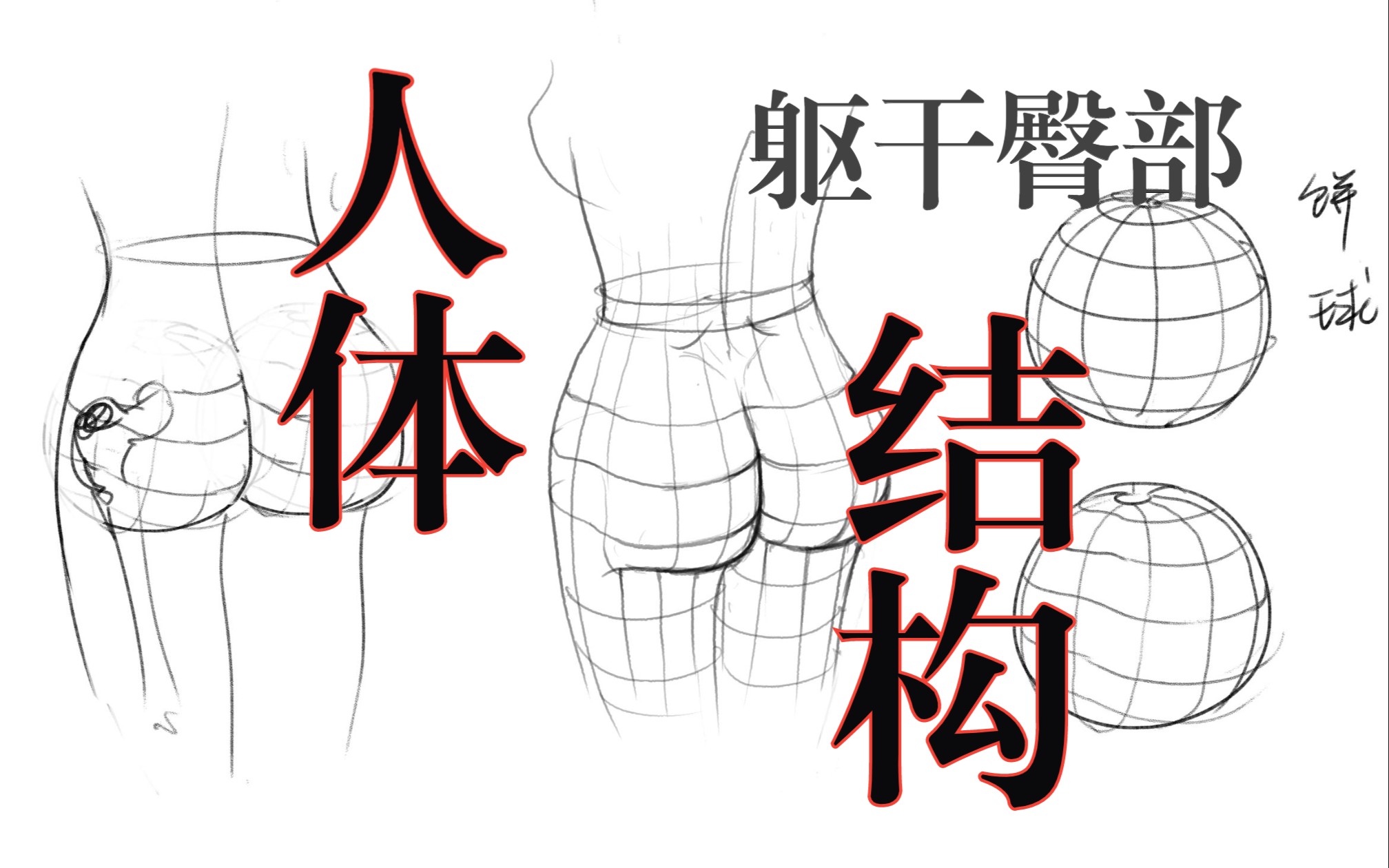 人体结构课-第十三节-躯干-臀部