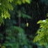 【432HZ下雨的声音】美丽树下最舒缓的雷雨声 ，极度舒适的雨天环境音！白噪音学习背景音乐bgm，下雨声低频噪音，催眠，