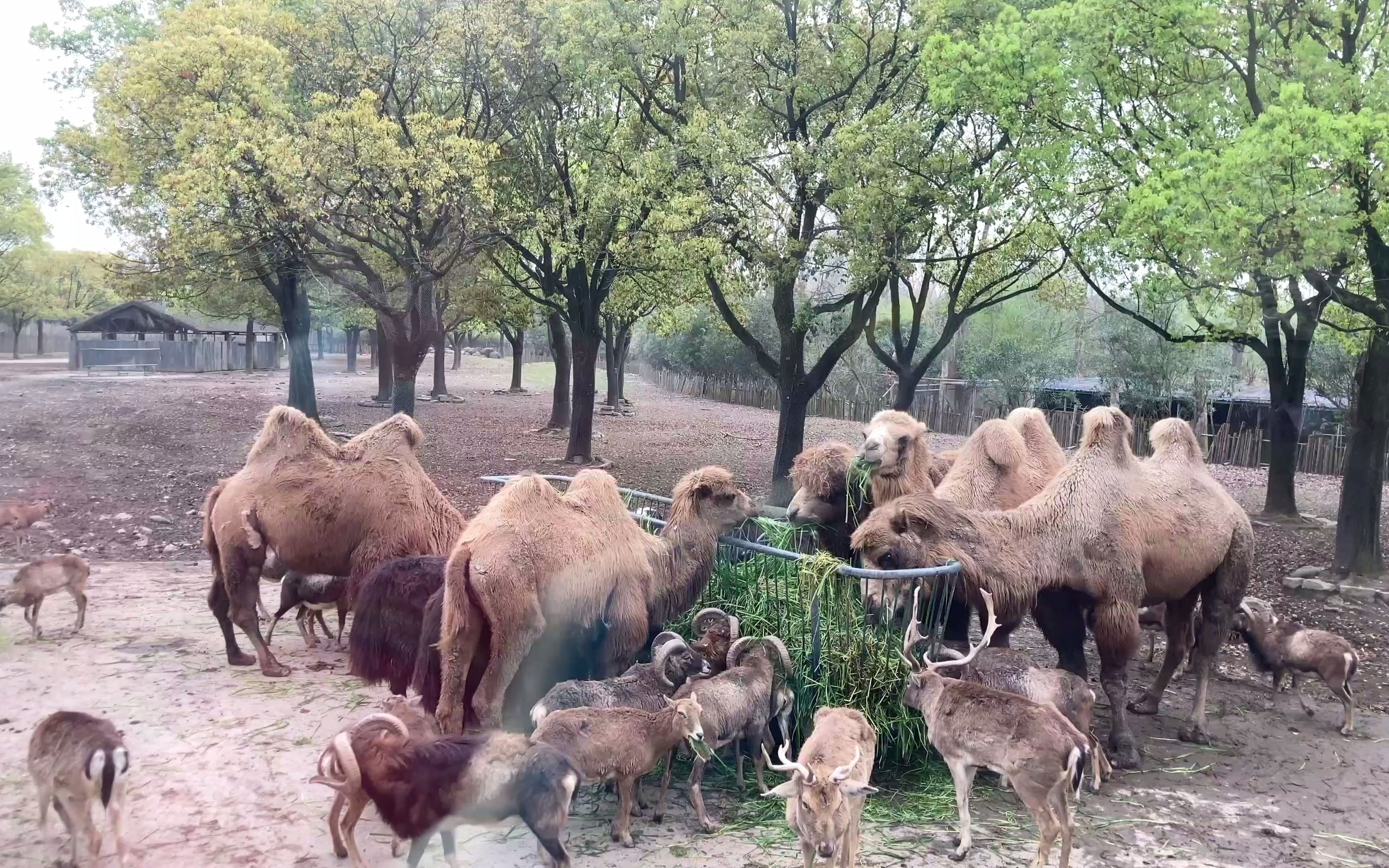 一起来逛动物园吧，4K 60帧 第一人称视角上海野生动物园 Part 4 车行区域