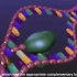 RNA转录3D动画-英文字幕
