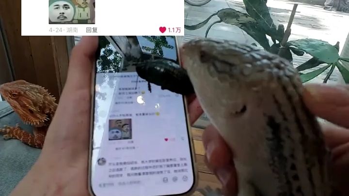 长沙人去哪儿了？# 异宠 # 爬宠 # 慢宠