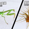 大刀螳螂PK蛐蜒