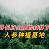 探寻长白山原始森林下的人参种植基地