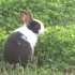 公园偶遇一只黑白兔……百度识别了一下，说是荷兰兔，这是荷兰兔吗，有知道的介绍一下……