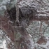 小鸟喂食降雪视频特效