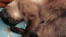 两只猫一起养会打架吗 cfc82497e85c6aa9831ffb36c1c5f5da5f15ad28.jpg@280w_158h_1c_100q.jpg