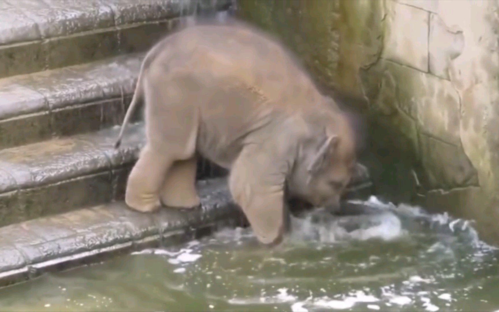 大象宝宝学游泳，刚碰到水就往回走，哈哈