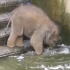 大象宝宝学游泳，刚碰到水就往回走，哈哈
