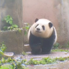 2022-4月 打完疫苗出来等其他熊的和花