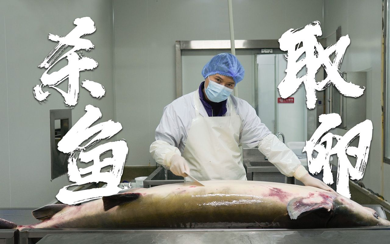 200斤的鲟鱼，到底是怎么取鱼子酱的，能取多少斤鱼子酱？