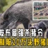 最强“杀猪令”！陕西缩短禁猎期，是否能将20万野猪制服？