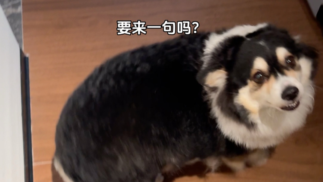 每天来上一句咖喱真是惬意啊～