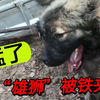 8个月长到120斤，狗市上最大的猛犬竟被当肉卖，路人：这狗喂废了