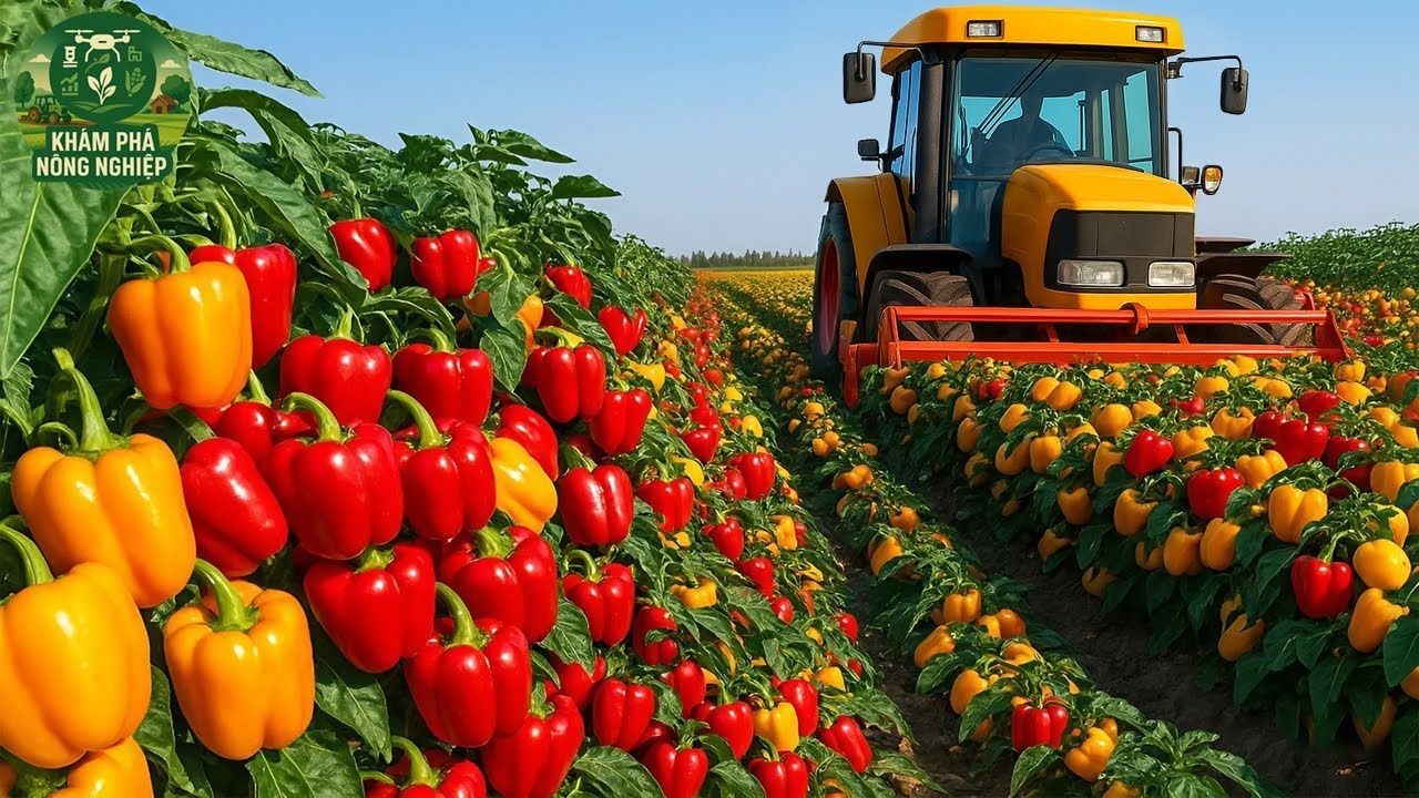 科技赋能甜椒番茄种植，果园彻底变身现代化基地