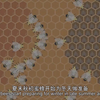 蜜蜂是怎么过冬的