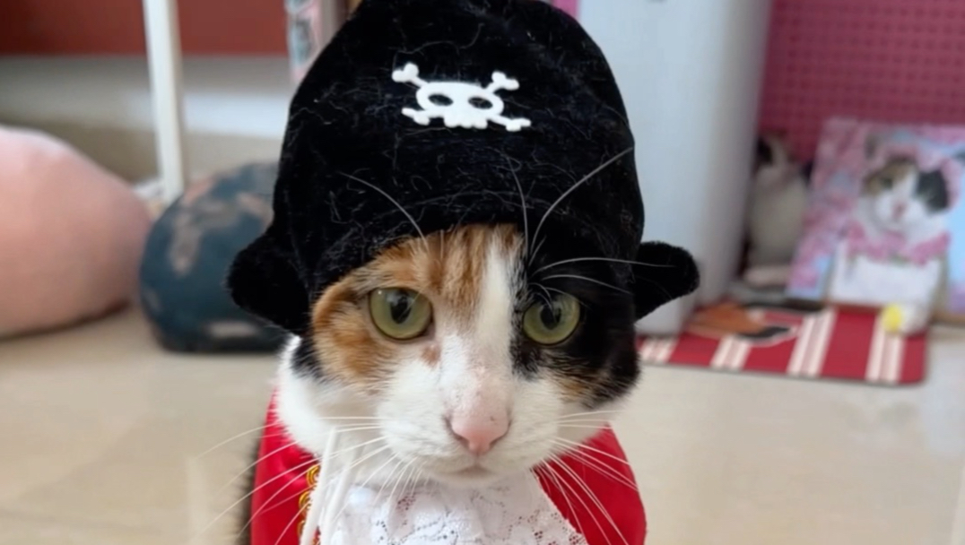 开门：怎么会有猫不喜欢上班呢