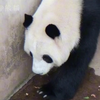 「雅一：“糟了糟了，这滩水要把我jiojio弄湿了。”  雅一踏过水滩的动作真的太像人儿呀