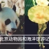 【日常】去看可爱的熊猫和漂亮的水母啦～