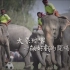 【纪言纪行】：百象涌来 撼动大地 ——泰国大象节
