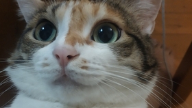 d032d360c1b05f8fd732d09ea73283c00c64ba34.jpg@280w_158h_1c_100q.jpg