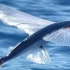 神奇稀罕的飞鱼，为了生存面临两面夹击，海豚和军舰鸟