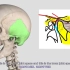 Anatomy of TMJ ( Temporomandibular joint )
