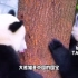 盘点最惨大熊猫，泰国大熊猫每日啃手脚架，英国大熊猫被狼狗撕咬