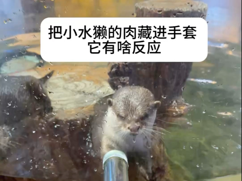 当我把小水獭的肉藏进手套