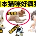 日本为什么这么爱猫？猫娘、招财猫、猫咪文化很流行！
