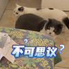 猫猫第一次见到小主人，一脸不可思议的表情看着宝宝