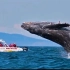 鲸鱼：切 没见过世面的两脚兽，翻个身而已！