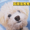高颜值狗狗只是坐在那，就能让人很治愈